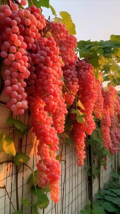 Giant Grape  seeds