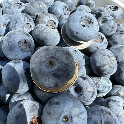 Giant Blueberry🫐Fruit Seeds (HIGH YIELD)