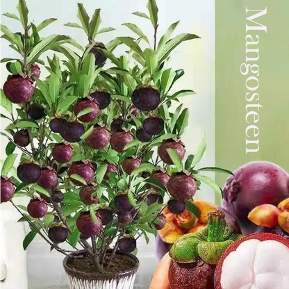 Mangosteen Seeds
