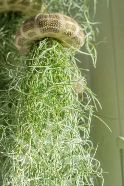 🌱HANGING AIR PLANT JELLYFISH