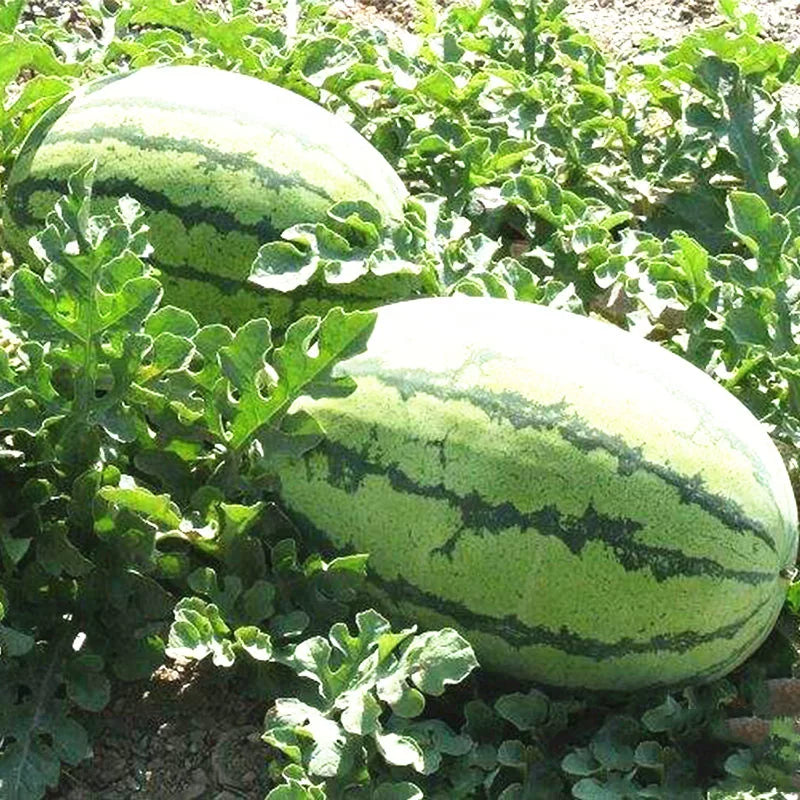 Lazy Giant Watermelon Seeds