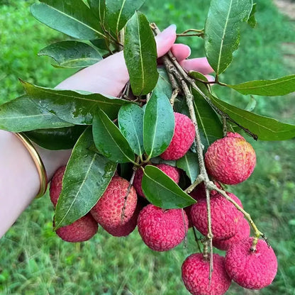 ✨Seedless Lychee Seeds