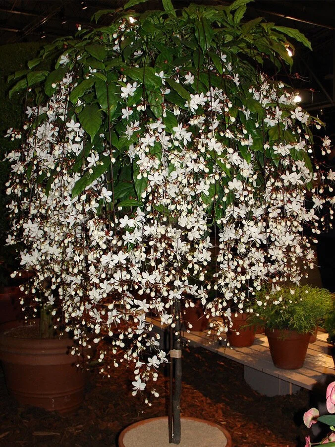 🔥 2025 Garden Must-Have 🌾  Perennial weeping jasmine seeds