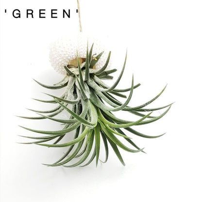🌱HANGING AIR PLANT JELLYFISH