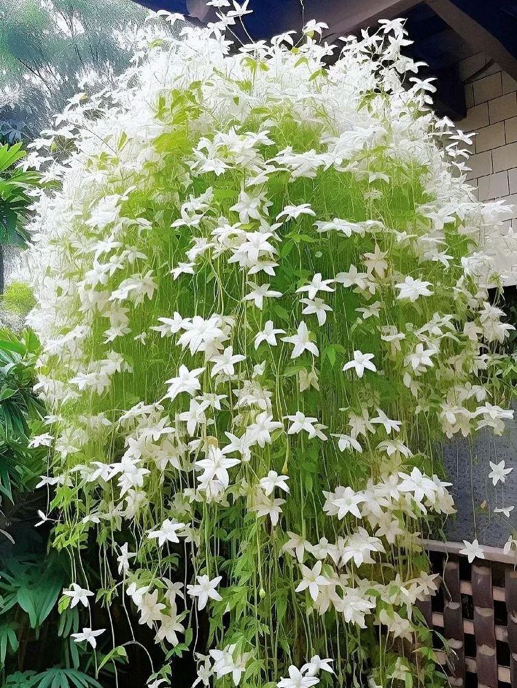 🔥 2025 Garden Must-Have 🌾  Perennial weeping jasmine seeds