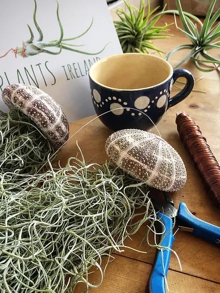 🌱HANGING AIR PLANT JELLYFISH