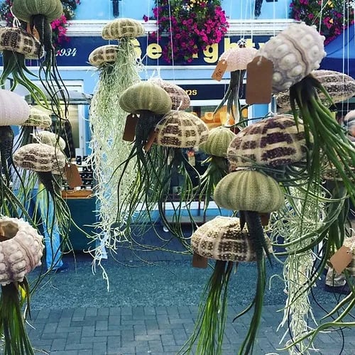 🌱HANGING AIR PLANT JELLYFISH