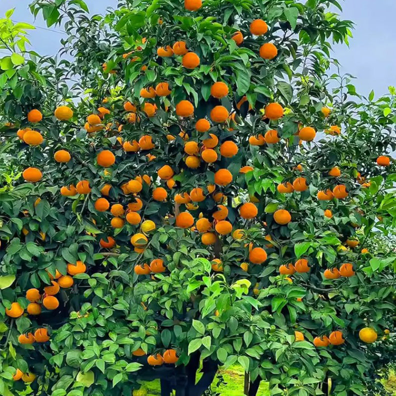 Jelly Orange Seeds🍊
